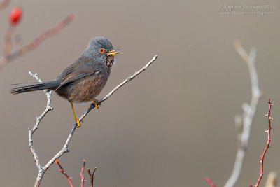 Dartford Warbler (Sylvia undata)