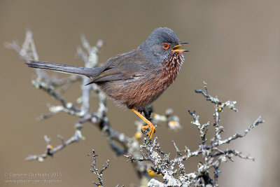 Dartford Warbler (Sylvia undata)