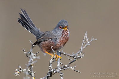 Dartford Warbler (Sylvia undata)