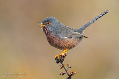 Dartford Warbler (Sylvia undata)