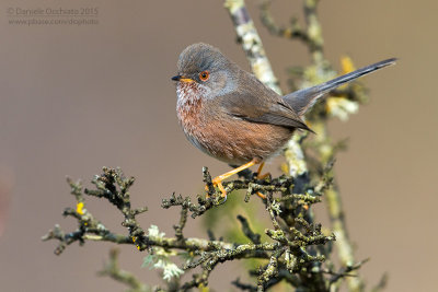 Dartford Warbler (Sylvia undata)