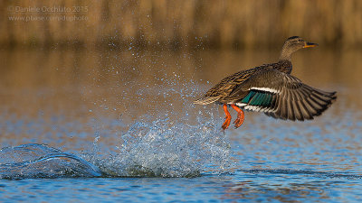 Mallard (Anas platyrhynchos)