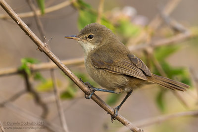 Cape Verde Warbler (Acrocephalus brevipennis)