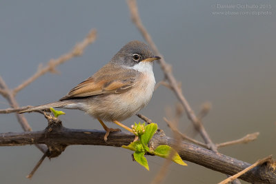 Spectacled Warbler (Sylvia conspicillata orbitalis)