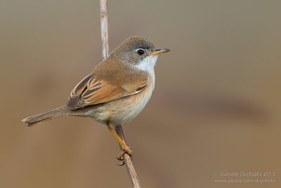 Spectacled Warbler (Sylvia conspicillata orbitalis)