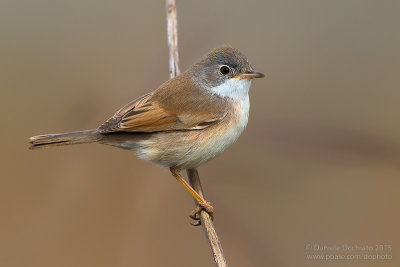 Spectacled Warbler (Sylvia conspicillata orbitalis)