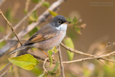 Spectacled Warbler (Sylvia conspicillata orbitalis)