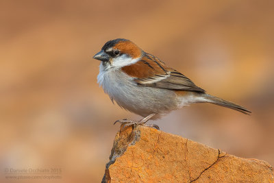 Iago Sparrow (Passero di Capo Verde)