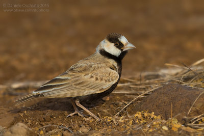 Black-crowned Sparrow-Lark (Eremopterix nigriceps)