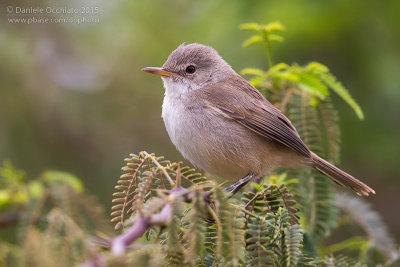 Cape Verde Warbler (Acrocephalus brevipennis)