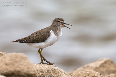 Common Sandpiper (Actitis hypoleucos)