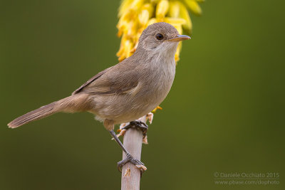 Cape Verde Warbler (Acrocephalus brevipennis)