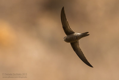 Cape Verde Swift (Rondone di Alexander)