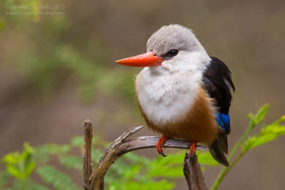 Grey-headed Kingfisher (Halcyon leucocephala)