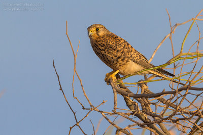 Alexander's Kestrel (Falco tinnunculus alexandri)