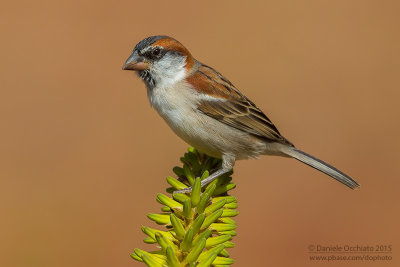 Iago Sparrow (Passer iagoensis)