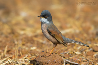 Spectacled Warbler (Sylvia conspicillata orbitalis)