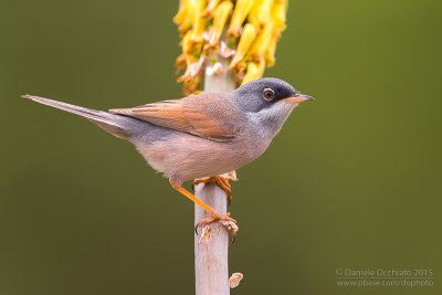 Spectacled Warbler (Sylvia conspicillata orbitalis)