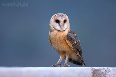 Cape Verde Barn Owl (Tyto alba detorta)
