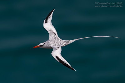 Red-billed Tropicbird (Phaethon aethereus)