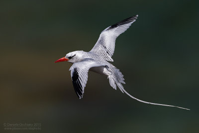 Red-billed Tropicbird (Fetonte beccorosso)