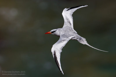 Red-billed Tropicbird (Phaethon aethereus)