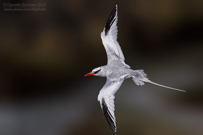 Red-billed Tropicbird (Phaethon aethereus)