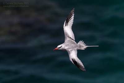 Red-billed Tropicbird (Phaethon aethereus)