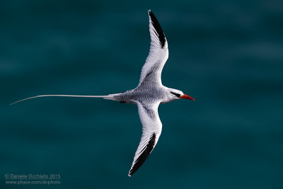 Red-billed Tropicbird (Phaethon aethereus)