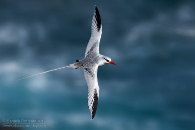 Red-billed Tropicbird (Phaethon aethereus)