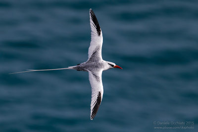 Red-billed Tropicbird (Phaethon aethereus)