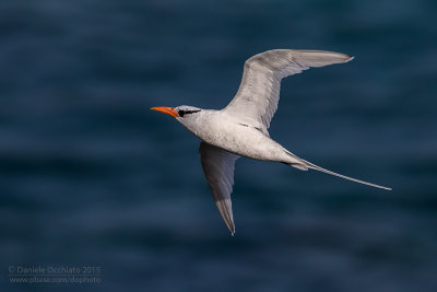 Red-billed Tropicbird (Phaethon aethereus)