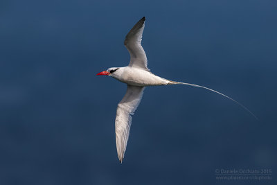 Red-billed Tropicbird (Phaethon aethereus)