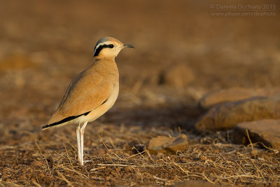 Cream-coloured Courser (Cursorius cursor exsul)