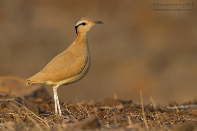 Cream-coloured Courser (Corrione biondo)