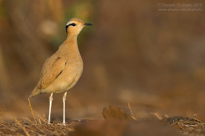 Cream-coloured Courser (Cursorius cursor exsul)