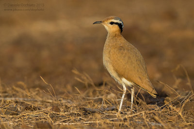 Cream-coloured Courser (Cursorius cursor exsul)