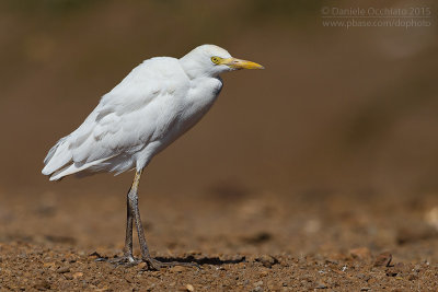 Cattle Egret (Bubulcus ibis)