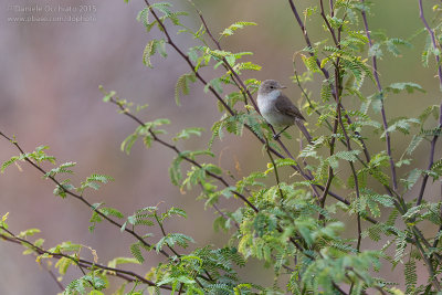 Cape Verde Warbler (Acrocephalus brevipennis)