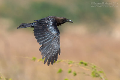 Brown-necked Raven (Corvus ruficollis)