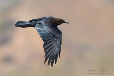 Brown-necked Raven (Corvus ruficollis)
