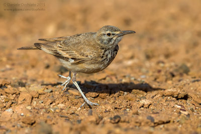 Hoopoe Lark (Alaemon alaudipes boavistae)