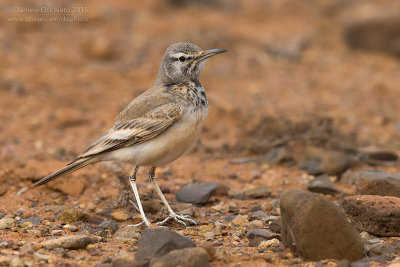 Hoopoe Lark (Alaemon alaudipes boavistae)