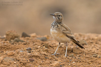 Hoopoe Lark (Alaemon alaudipes boavistae)