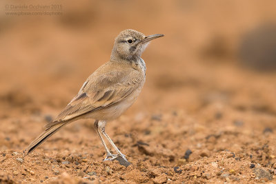 Hoopoe Lark (Alaemon alaudipes boavistae)