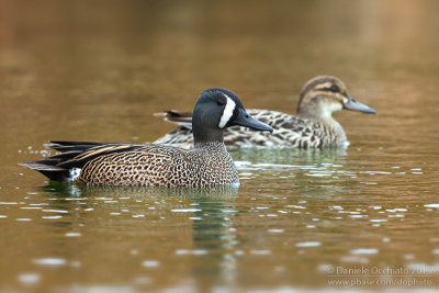 Blue-winged Teal (Anas discors)