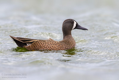 Blue-winged Teal (Anas discors)