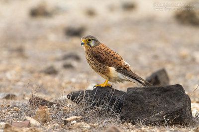 Alexander's Kestrel (Falco tinnunculus alexandri)