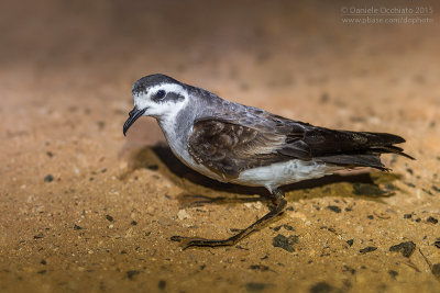 White-faced Storm Petrel (Uccello delle tempeste facciabianca)