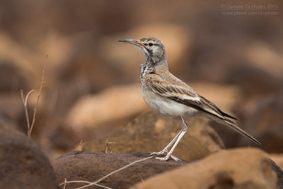 Hoopoe Lark (Alaemon alaudipes boavistae)